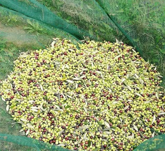 Fonte Belvedere アパート コッレサルヴェッティ